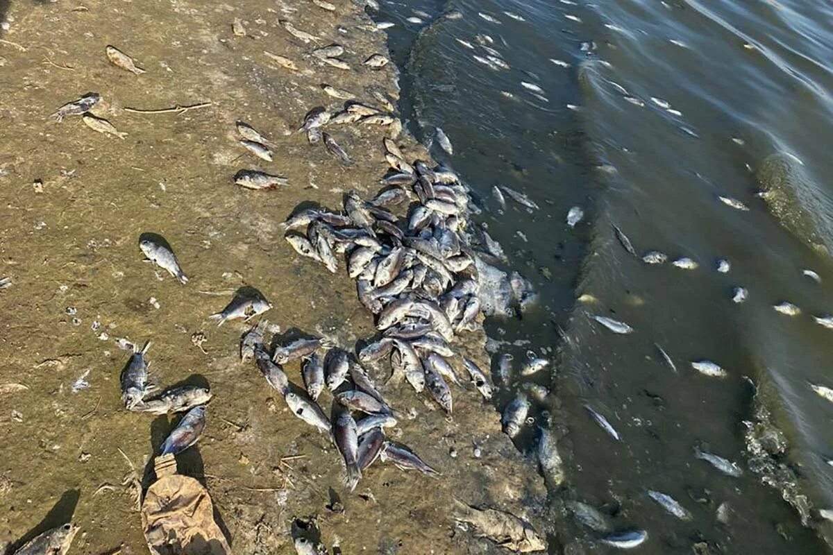 Мертвые водоемы. Гибель рыбы на водохранилище в Калмыкии. Водохранилище Аршань-Зельмень. Водохранилище Аршань-Зельмень причины массовой гибели рыбы.