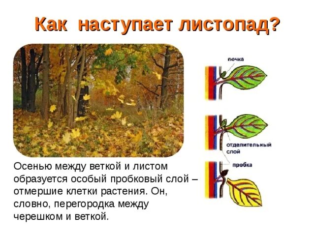 Почему растения сбрасывают листья. Листопад схема биология. Причины листопада осенью. Причины опадения листьев. Причина опадания листьев осенью.