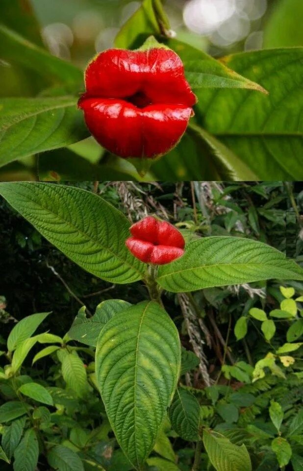 This is a Bouquet Anyone Would Love to See in their Inbox Unusual flowers, Orchi