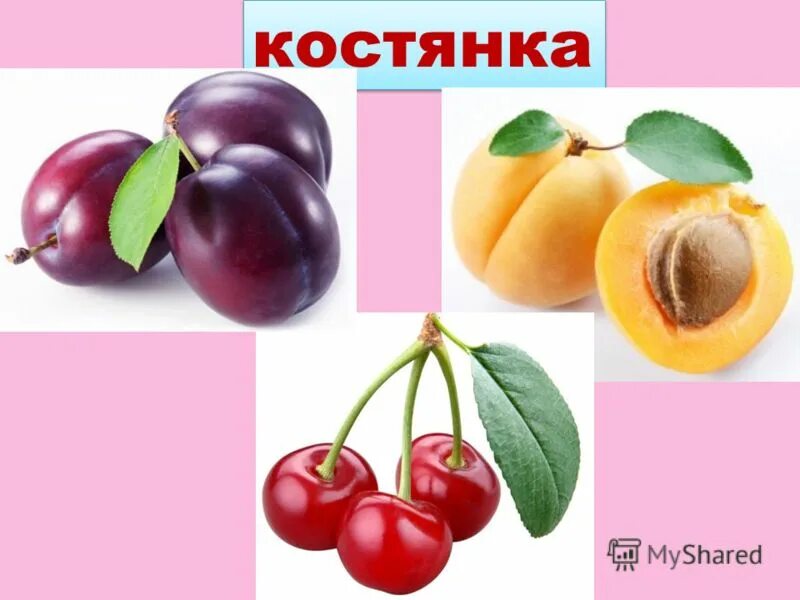 Плод костянка семейство