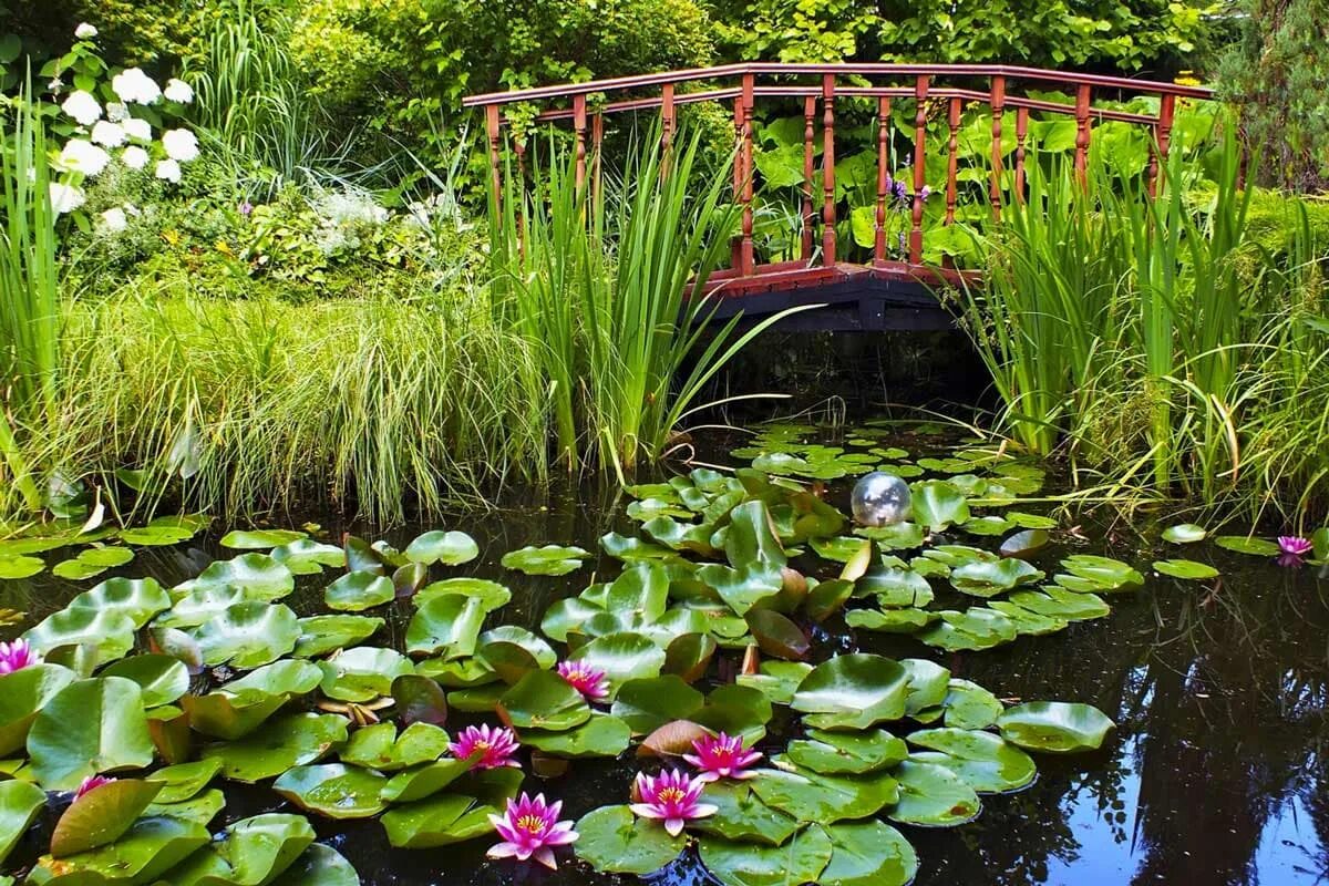 Красивый берег пруда. Ландшафтный сад "нимфея парк". Биоплато искусственного прудика. Пресноводные водоемы. Пресные водоемы.