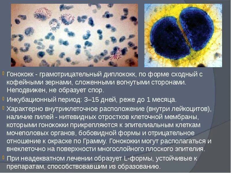 Диплококки что означает. Грамположительные диплококки. нейссерии.. грамотрицательные диплококки гонорея. гонорея диплококк микробиология. грамотрицательный диплококк — гонококк.