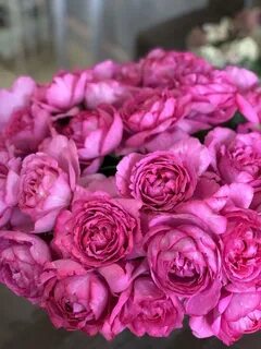 Rose premium