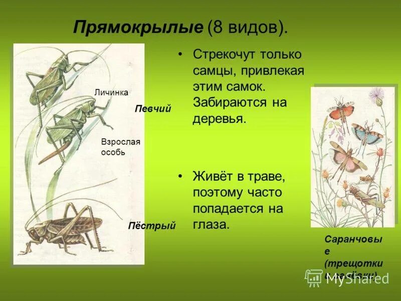 Отряд прямокрылые тип ротового аппарата. Представители прямокрылых биология 7 класс. отряд прямокрылые саранча презентация. отряд прямокрылые представители. прямокрылые характеристика.