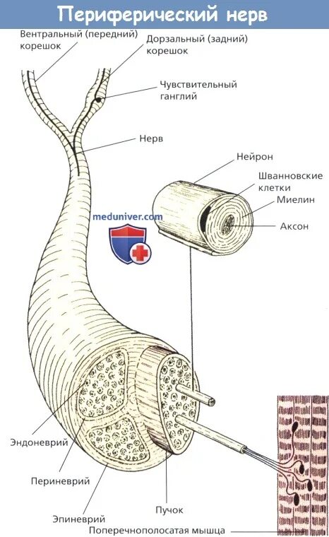Морфофункциональное строение периферического нерва.. Строение периферического нерва топографическая анатомия. Периферические нервы периневрий эндоневрий. Строение периферического нерва и его оболочек. Внутреннее строение нерва