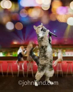 4 singing cats
