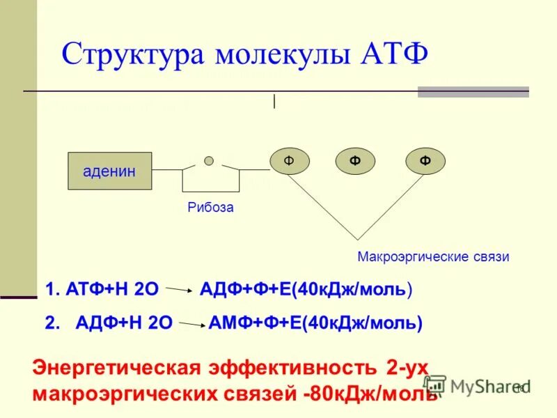 Молекула атф макроэргические связи. Макроэргические связи в молекуле АТФ.