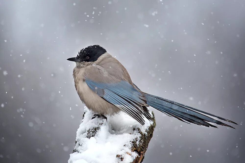 Птица на р. Голубые сороки забайкальского края. Край сорок. Птицы вологодского края. Сорока в краснодарском крае.