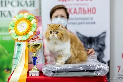 Выставка кошек калининград 2024