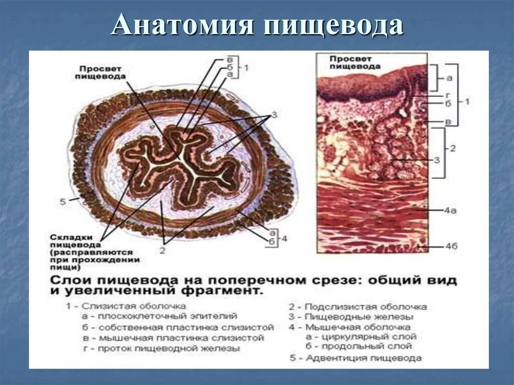 Поперечный срез пищевода гистология рисунок. Складки слизистой оболочки пищевода. Поперечный разрез пищевода.