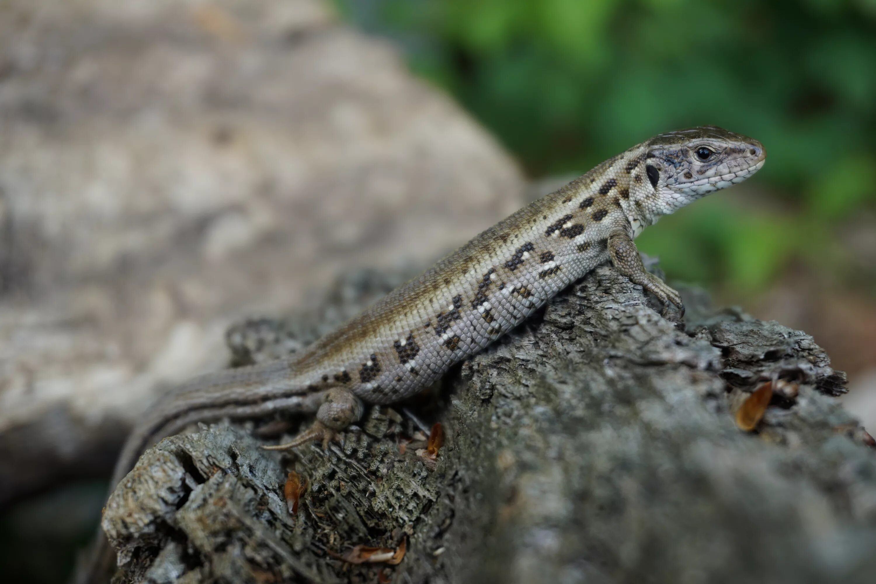 Прыткая ящерица Lacerta Agilis. Ящерица прыткая (Lacerta Agilis Linnaeus). Ящерица прыткая (лат. Lacerta Agilis). Прыткая ящерица ХМАО.