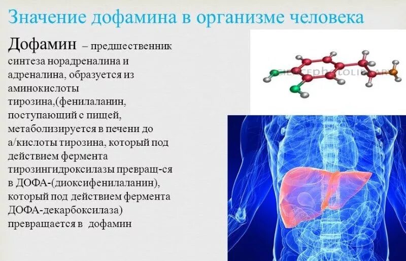 Как поднять дофамин в организме. Дофамин функции в организме. Роль дофамина в организме. Роль дофамина в организме человека. Дофамин влияние на организм.