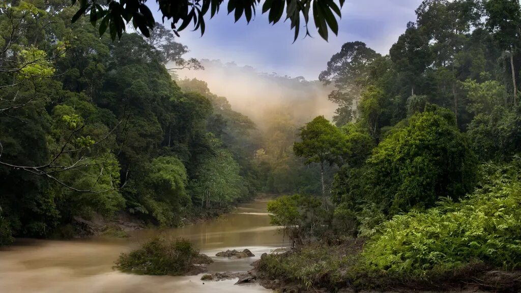 Jungle river