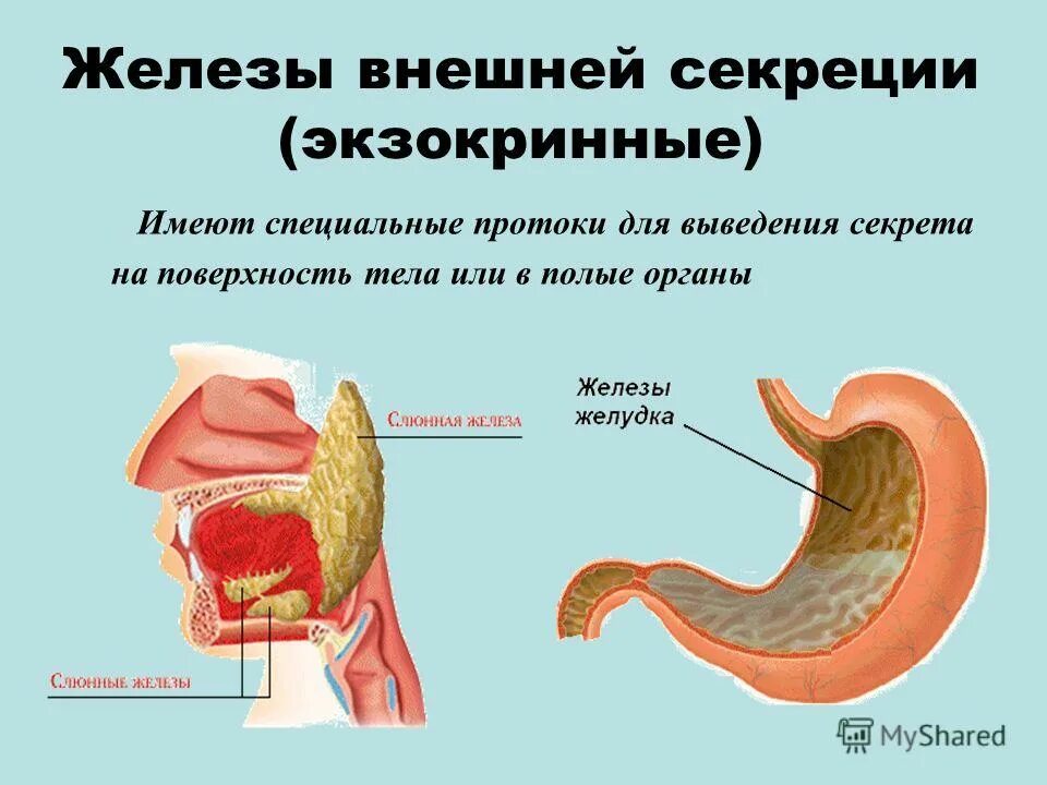 Чем характеризуются железы внешней секреции