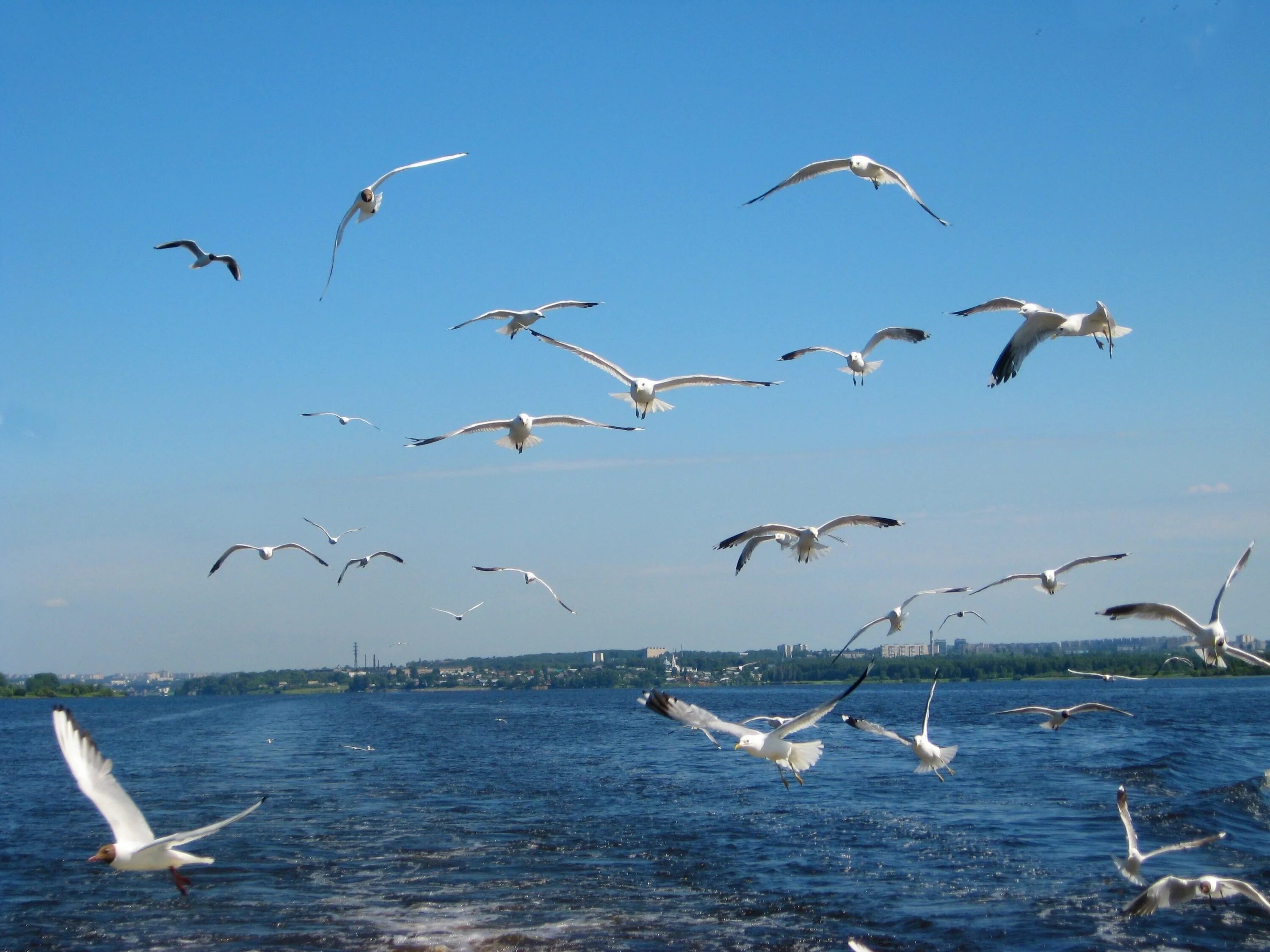 Чайки на Волге. Чайка на реке. Птицы над водой. Сайт нижегородской чайки