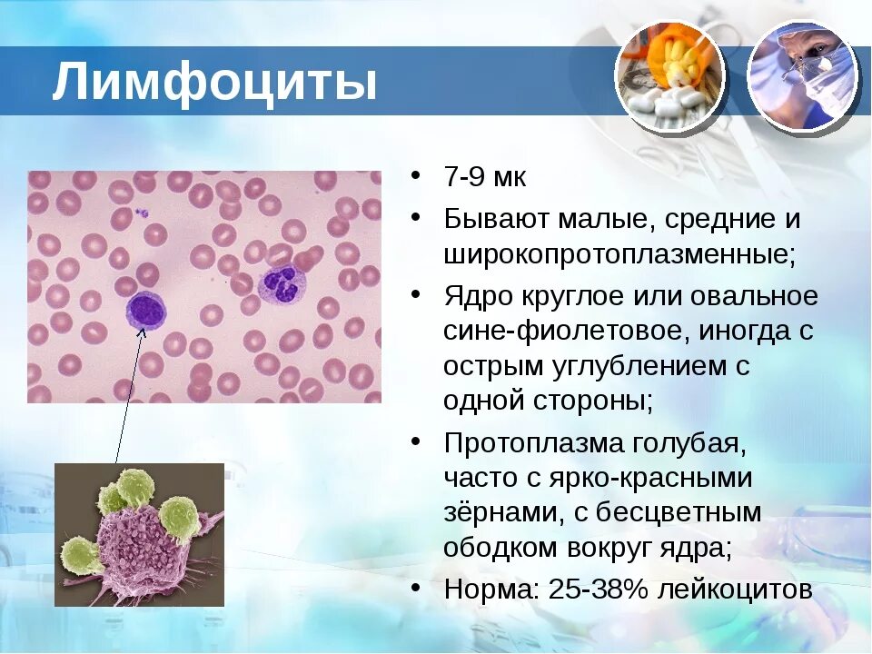 Лимфоциты форма клетки. Малые лимфоциты форма ядра. Функции малых лимфоцитов в крови. Лимфоциты строение и функции. Отклонения лимфоцитов