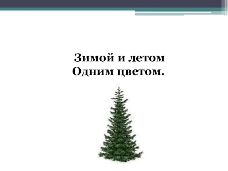 Зимой и летом одним цветом загадка. Зимой и летом одним цветом. зимой и летам одним цветам. зимой илет ом одним светом.