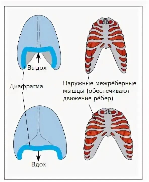 дыхательные движения межреберные мышцы вдох выдох. наружные межреберные мышцы. дыхательные мышцы вдоха и выдоха. наружные межреберные мышцы при вдохе и выдохе. дыхательные движения межреберные мышцы вдох выдох.