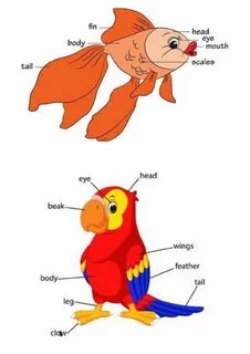 Parts of animals body