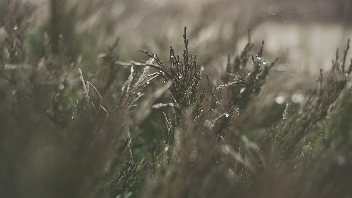 Кусты живопись. Золотой куст россии. Прикладная литература для дачи и сада. Куст шиповника андрияка. Куст гуашью.