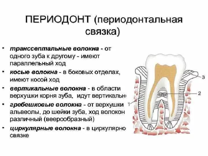 Анатомия строение зуба периодонт. Периодонт строение связки. Строение периодонта и пародонта зуба. Строение периодонта зуба волокна.