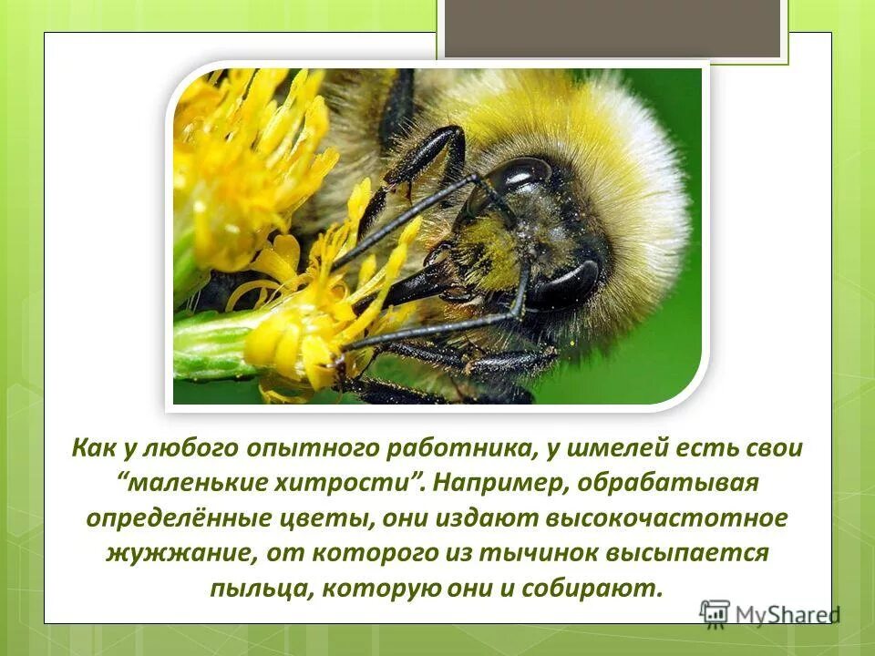 Проект про шмеля 4 класс Скорость полёта шмеля: как и почему он летает