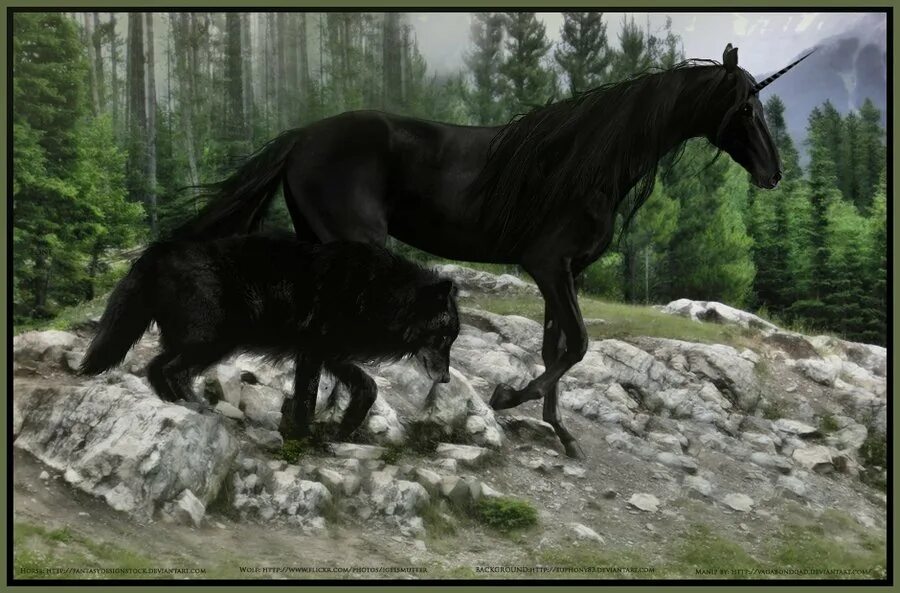 Конь и волк. Лошадь и волк. Мир лошадей. Черная лошадь и волк. Про черного коня