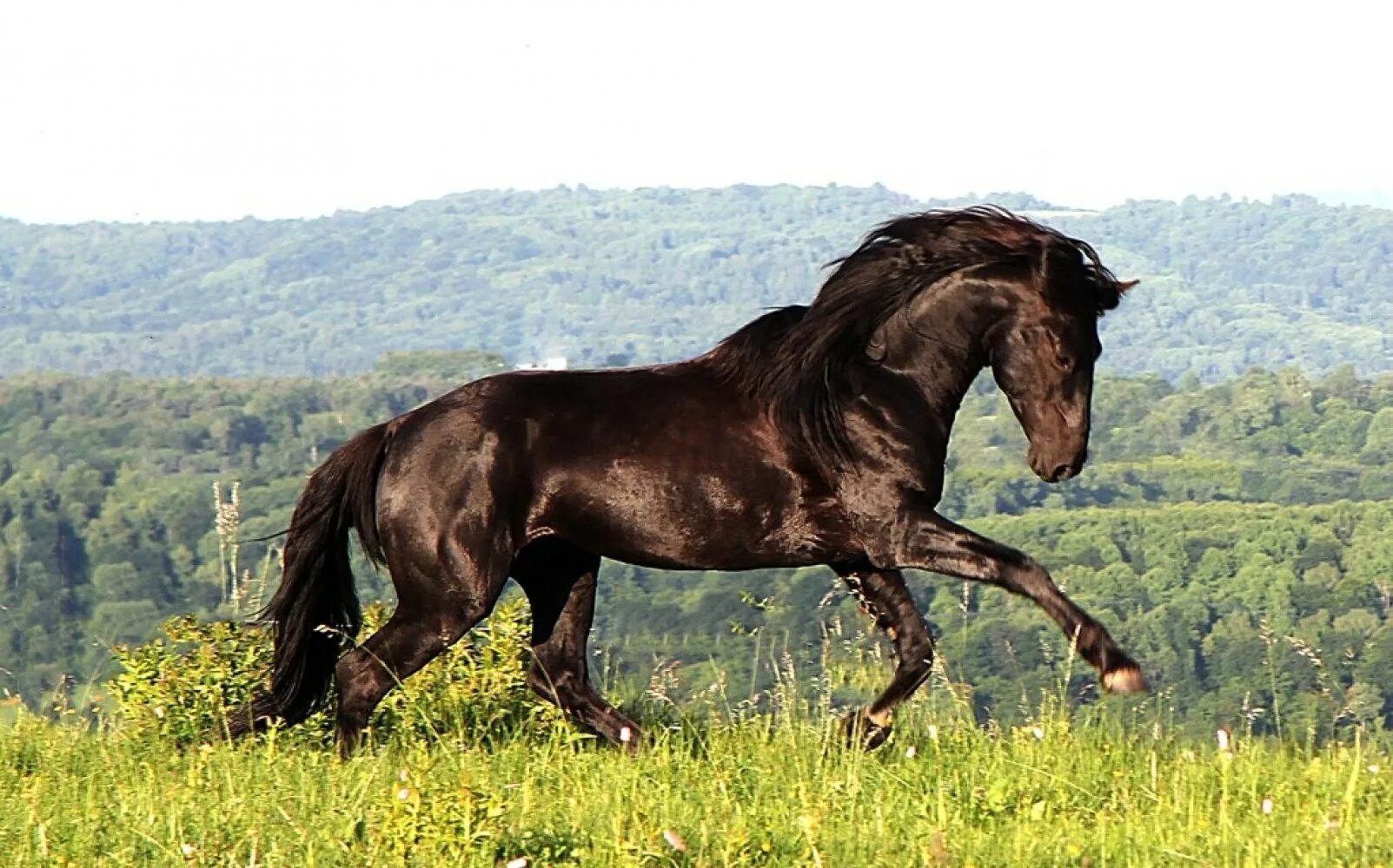 Карачаевская лошадь купить. Карачаево-Черкесия порода лошадей. Карачаевская Скаковая лошадь. Кабардинская лошадь породы лошадей. Кабардинская порода лошадей.