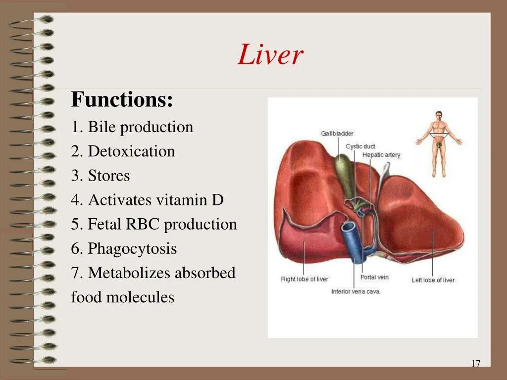 Liver function. Функции печени на английском. functional unit of liver. liver function test.