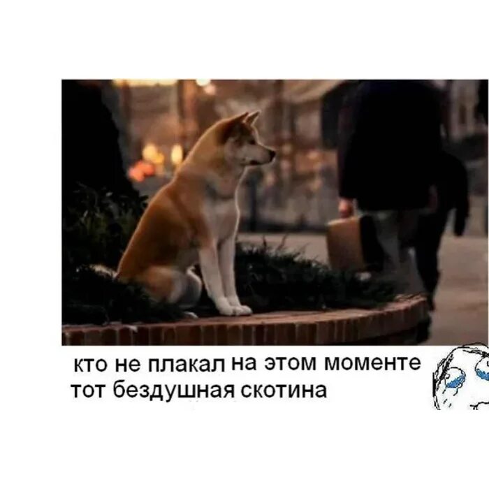 Да да я был как хатико. Хатико самый верный друг. хатико и его хозяин. хатико грустит. хатико кадры.