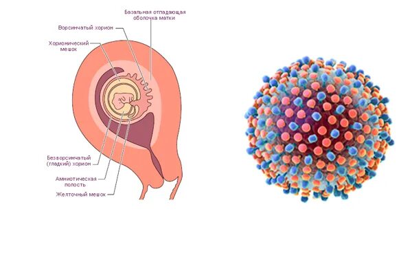 Родила с гепатитом с. Гепатит с при беременности. Вирусный гепатит у беременных.
