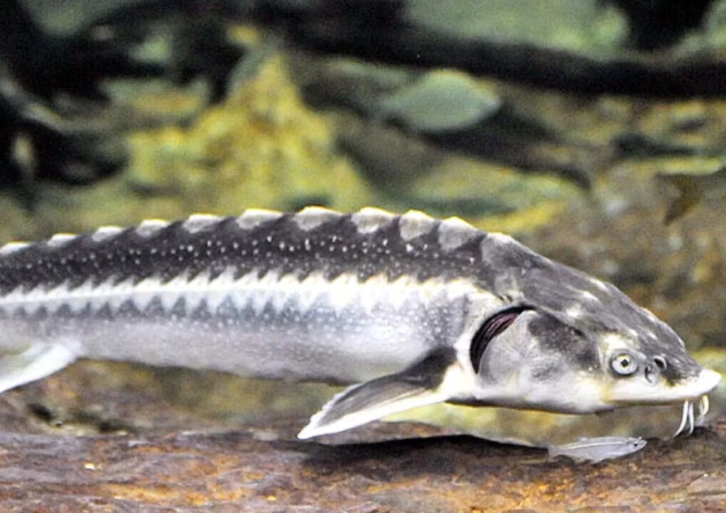 севрюга рыба. шип (acipenser nudiventris). сибирский осётр (acipenser baerii). севрюга и осетр. севрюга (acipenser stellatus).