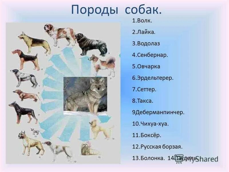 Проект собак 1 класс. Разнообразие пород собак. породы собак презентация. собака для презентации. проект про собак разных пород.