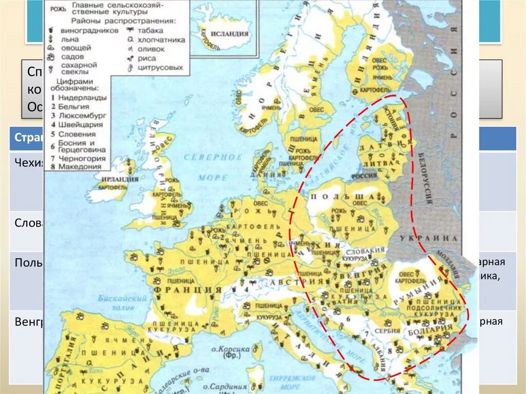 Сельскохозяйственная специализация южной европы. Специализация сельского хозяйства зарубежной Европы. Сельское хозяйство Европы карта. Сельскохозяйственные культуры Европы на карте. Специализация сельского хозяйства стран зарубежной Европы таблица.