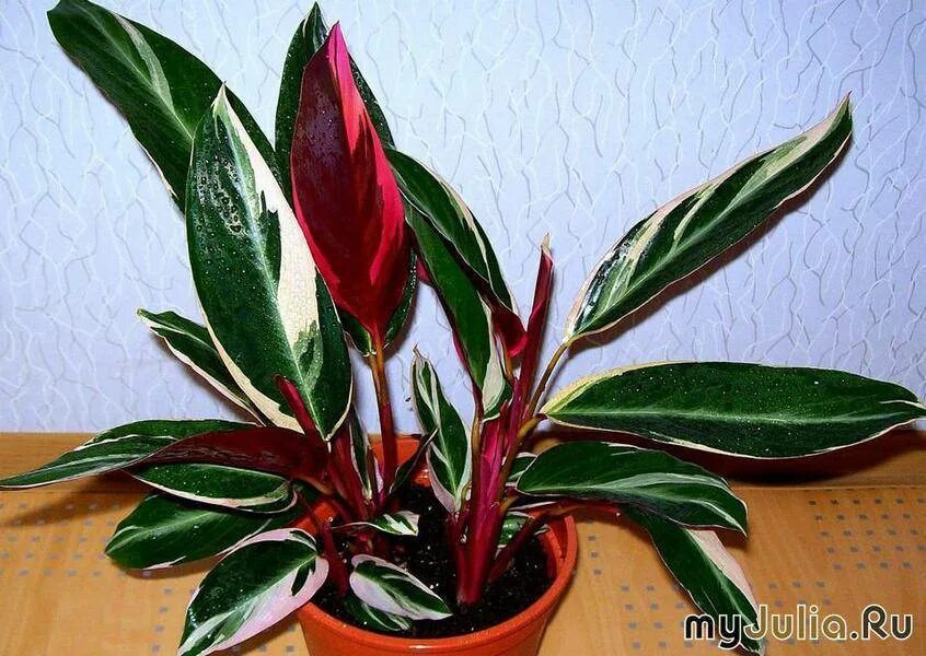 Красно зеленое комнатное растение. Кордилина Строманта. Аглаонема Строманта. Строманта зеленая. Строманта с красными листьями.