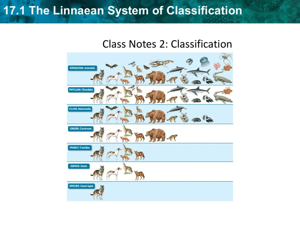 Classification system