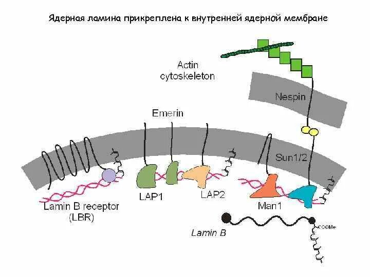 Ламины ядра. Ядерная ламина строение. Строение ядерной ламины. Ядерная пластинка ламина. Функции ядерной ламины.