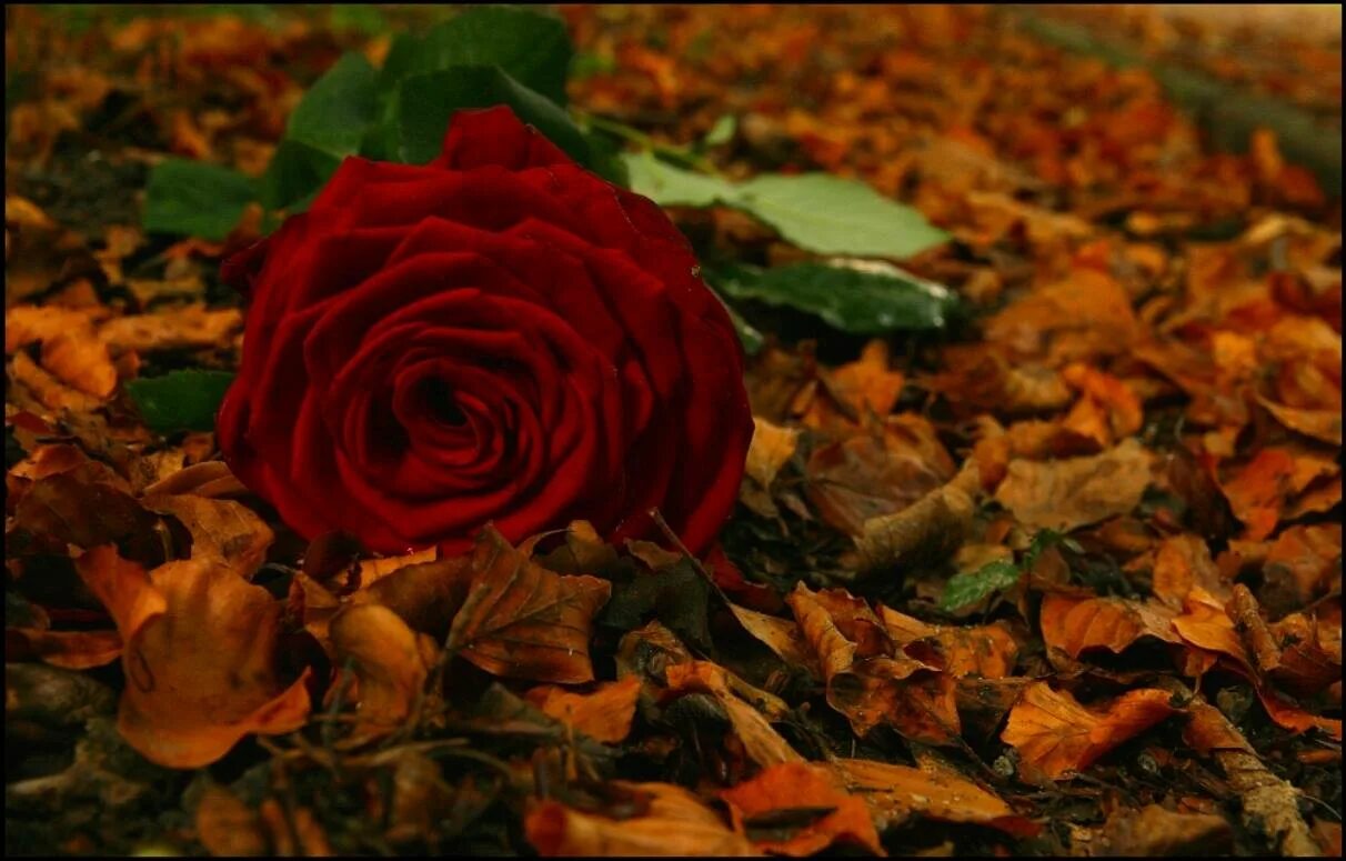 Осенние розы. Розы осенью. Розы в осеннем саду.