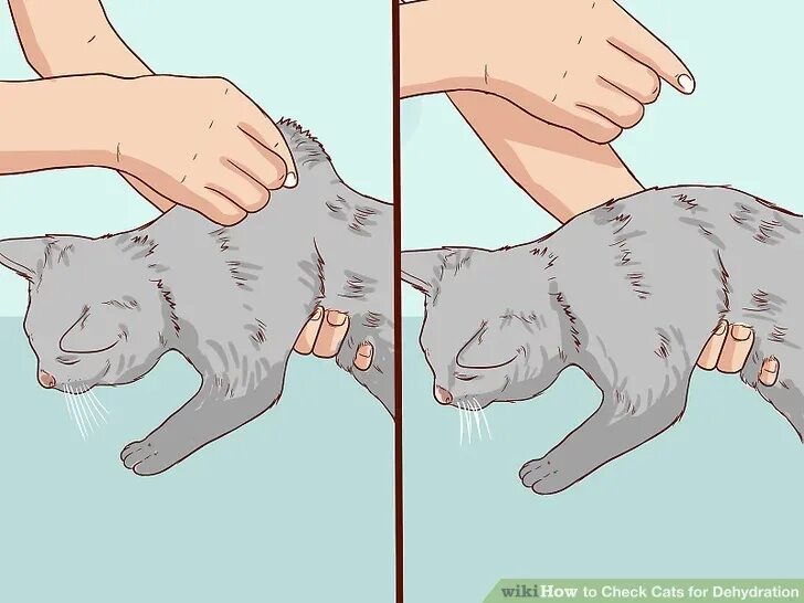 Как понять что кот умирает признаки. Как понять что у кота обезвоживания.