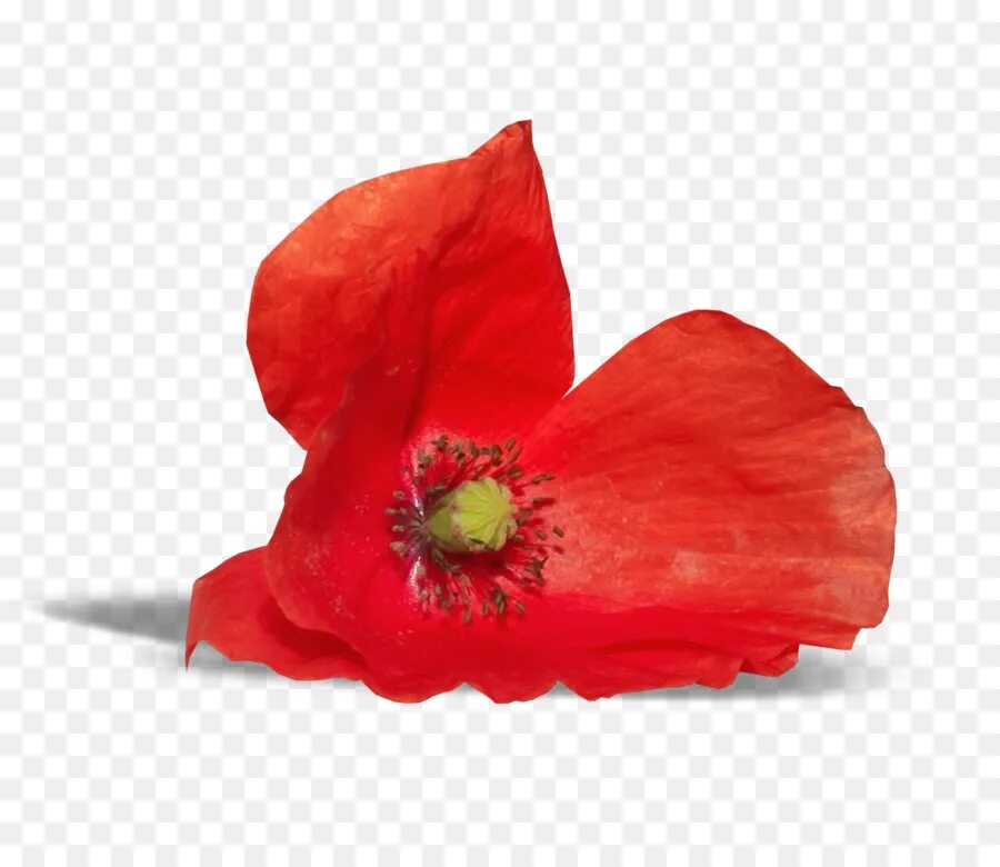 Poppies png. Мак на прозрачном фоне. Мак на белом фоне. Красный Мак на прозрачном фоне. Мак цветок на белом фоне.