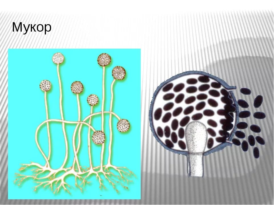 Гриб мукор биология. Спорангии мукора. Мукор на Сабуро. Строение плесени мукор. Строение гриба мукора.
