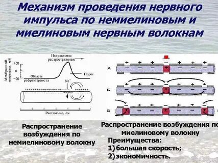 Процесс проведение нервного импульса