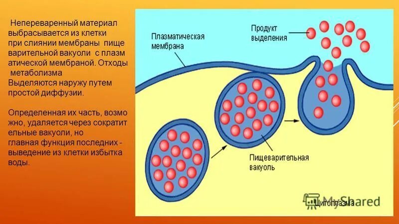 непереваренная пища удаляется из организма через. непереваренные остатки пищи выводятся через ротовое отверстие у. что происходит с непереваренными остатками. начальная часть толстой кишки. путь продвижения пищевого комка.