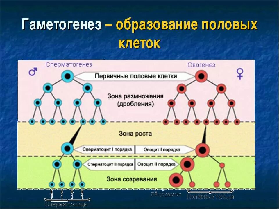 Развитие половых клеток мейоз оплодотворение 9 класс. Образование половых клеток гаметогенез. образование половых клеток таблица. гаметогенез у животных 10 класс. зона роста гаметогенез.