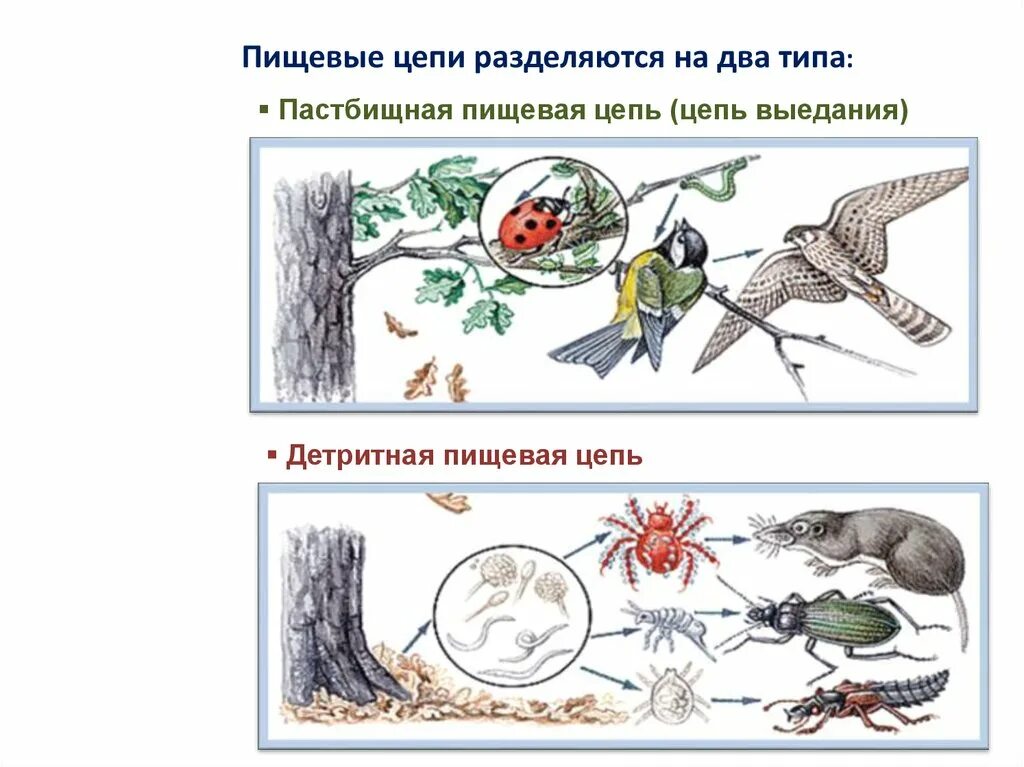 Пастбищная цепь состоит из. Детритные пищевые цепи. Детритная цепь это в биологии. Типы пищевых цепей детритные и пастбищные. Детритная цепочка питания.