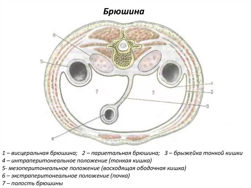 Разобщение листков брюшины. Строение париетальной брюшины. листки брюшины анатомия. горизонтальный срез брюшины. висцеральный листок брюшины.