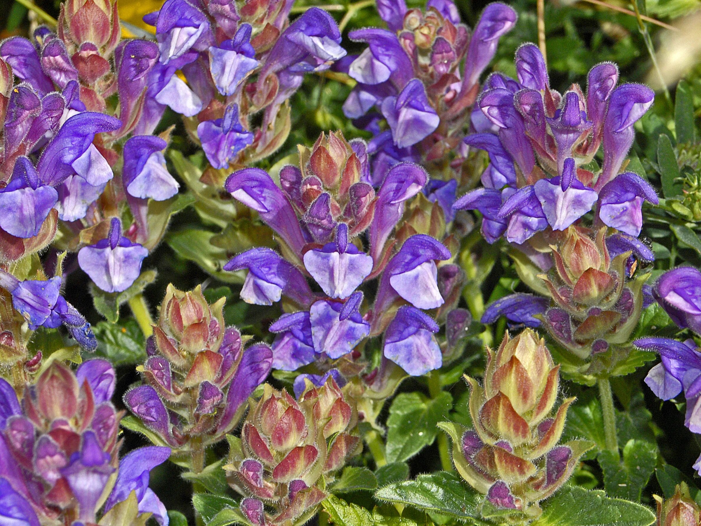 Scutellaria baicalensis root