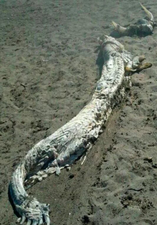 Найденный на побережье. Найденный на побережье. Неизвестные существа выброшенные на берег. Морские находки. Найденный на побережье.