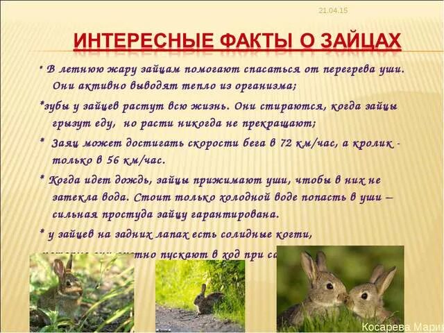 План рассказа слепой заяц. Зайцы в сказках. План пересказа храбрый заяц. Сказка про храброго зайца книга. План сказки про храброго зайца.