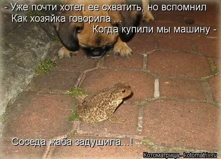 Жаба сосед